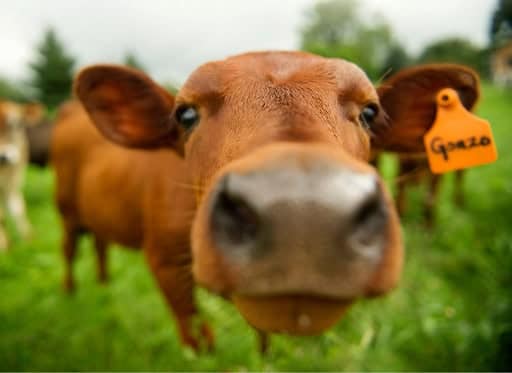 Unlocking the Health Benefits of Raw Milk